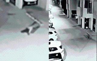Viral Video: Leopard Scare Strikes Punjab’s Ludhiana After Big Cat Spotted Roaming In Residential Society