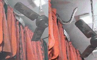 Giant Python Spotted In Crowded Meerut Shop; Netizens Panic After Watching Viral Video