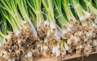 5 Benefits Of Adding Spring Onions Into Your Diet This Winter Season