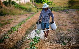 Odisha: Farmer Consumes Pesticide After Wild Elephants Destroy Crops In Sambalpur; Dead