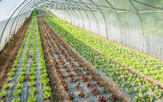 ladakh-greenhouse-new-technology-introduced-to-cultivate-vegetables-yearround-in-extremely-harsh-conditions