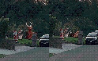 Confused Bear Battles ‘Inflammable’ Reindeer; Viral Video Divides Internet Saying 'Santa Won't Be Pleased'