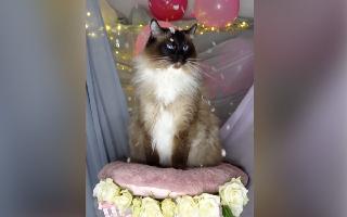 women-throw-surprise-birthday-party-for-their-cat-internet-cant-stop-adoring-watch