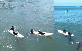 baby-seal-finds-new-love-viral-video-of-tiny-seal-having-fun-with-surfboard-wins-netizens-hearts