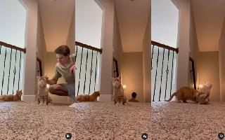 owner-pampers-stuffed-toy-what-this-jealous-cat-did-will-leave-you-in-split-watch