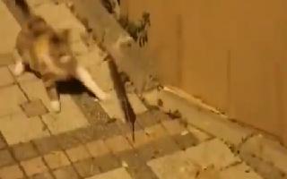 is-it-reallife-jerry-netizens-impressed-after-rat-scares-away-cat-in-viral-video-watch