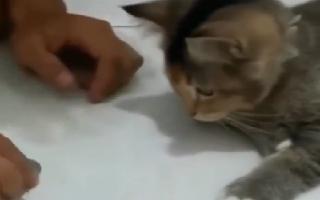 cats-quick-learning-impresses-netizens-video-of-furry-one-doing-a-coin-trick-goes-viral-watch