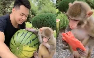mans-heartwarming-video-of-sharing-watermelon-with-monkey-wins-netizens-watch