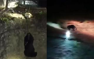 stranded-bears-rescue-from-open-well-impresses-internet-netizens-laud-efforts-watch-video