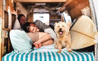 travel-tips-5-things-to-keep-in-mind-while-travelling-with-pets-to-ensure-smooth-and-joyful-journey
