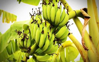 Weight Loss: 5 Reasons To Include Green Bananas In Your Regular Diet