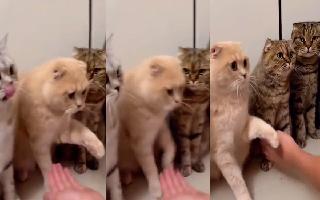 orange-cats-obession-with-handshakes-makes-internet-swoon-video-proves-why-gingers-are-most-lovable-watch