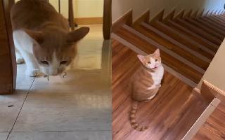 typical-day-in-cat-owners-life-lady-tries-her-best-to-save-tiny-gecko-from-pet-cats-grip-video-goes-viral