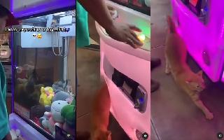 best-toy-vending-machine-ever-man-gets-real-cat-instead-of-plush-toy-watch-viral-video