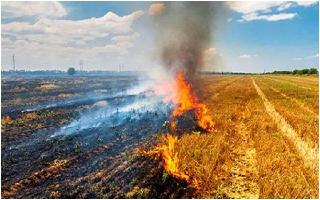 Punjab: Farmers To Receive Subsidies For Stubble Management Machinery In Rs 350-Cr Initiative