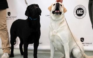dog-bites-5-year-old-boy-fractures-his-arm-in-delhi-pet-owner-arrested