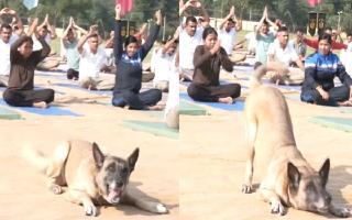 dog-doing-yoga-poses-with-humans-on-international-yoga-dayiswortha-watch