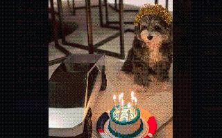 It’s Marvin’s Birthday! Elon Musk Celebrates His Pet Dog’s Birthday, Shares Adorable Picture On X
