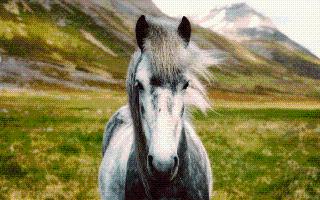 Top 10 Most Beautiful Horse Breeds In The World | Andalusian To Haflinger