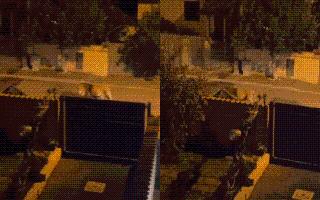 Viral Lion Video: Escaped Zoo Lion Roams Streets In Residential Area; Earns ‘Wild Golden Retriever’ Title