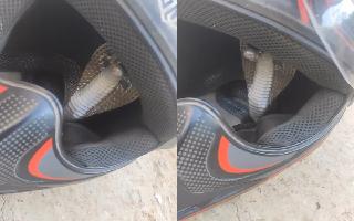 Viral Video: Snake Found In Biker's Helmet; Internet Is In Shock | Watch