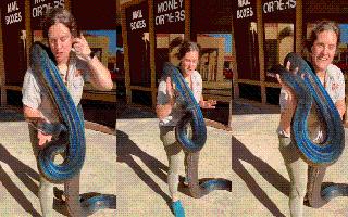 Rainbow Python Viral Video: Internet Is Impressed As Woman Holds Dangerous Snake With Bare Hands
