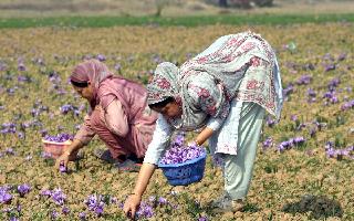 pm-kisan-yojana-15th-installment-to-be-disbursed-on-november-15-beneficiary-list-available-check-names-amount-rs-2000-check-here