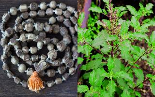Benefits And Rules Of Wearing Tulsi Kanthi Mala | Know Here