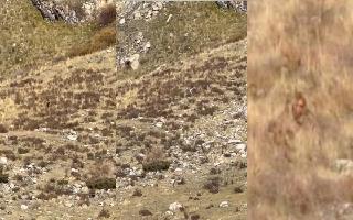 Bigfoot Spotted In Colorado Mountains? Viral Video Breaks The Internet; Netizens Say ‘We Believe’ | Watch