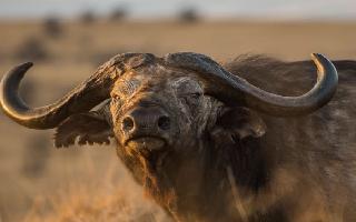 Buffalo Swallows Gold Mangalsutra Worth Over Rs 1.5 Lakh; Netizens Say 'Buffalo Heist In Maharashtra!' | Know Whole Story