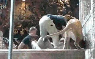 viral-video-this-unexpected-saviour-rescues-zoo-staff-member-from-a-lion-attack-netizens-impressed-watch