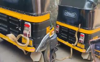 Cobra Slithers Its Way Into Auto Rickshaw Near Badlapur Railway Station; Netizens Say ‘Saanp Ko Mumbai Ghumna Hai’ | Viral Video