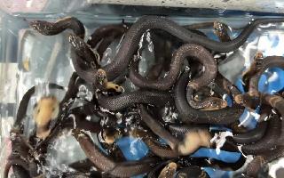Man Gives Pet Baby Cobras A Bath; Viral Video Sends Shiver Down The Spine Of Netizens | Watch