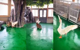 Viral Video: Goose Scares Baby Tiger Back To Its Cage; Netizens Say ‘Bro Forgot His Part In Food Chain’ | Watch