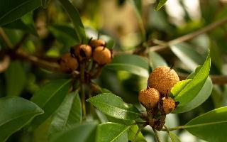 5 Amazing And Impeccable Health Benefits Of Eating Chickoo This Winter Season