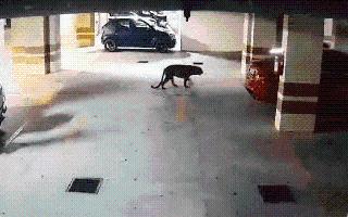 Leopard In Bangalore: Big Cat Terrorising People From Past Three Days Caught, Dies Later During Treatment | Watch Viral Video