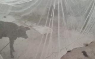 Bihar News: Residents Of This Village Protect Their Cattle From Mosquitoes With Nets