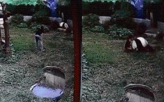 Viral Video: Man Enters Panda’s Cage; What Happened Next Turned Into A Life Lesson | Watch