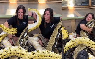 Viral Video: Gigantic Pythons Cuddle With Woman Leaving Netizens Terrified. Seen It Yet?