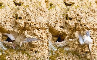 Snake's Ferocious Attack On Bird Turns Deadly In Seconds; Viral Video Impresses Internet | Watch