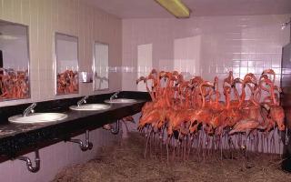 Optical Illusion: Can You Spot The Hidden Flamingo In Under 10 Seconds?