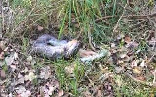 Viral Video: Python Swallows Whole Deer At Once; Leaves Netizens Petrified | Watch