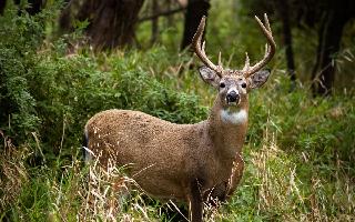 Rohtas News: Two Smugglers Arrested For Killing Black Buck In Bihar