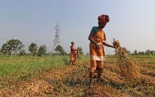 kharif-sowing-surpasses-last-years-area-rice-and-sugarcane-stand-out-govt-data
