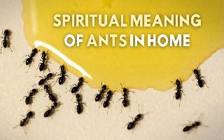 7 Spiritual Meanings Of Ants In Your House: Are They Lucky Or Unlucky? Know Here