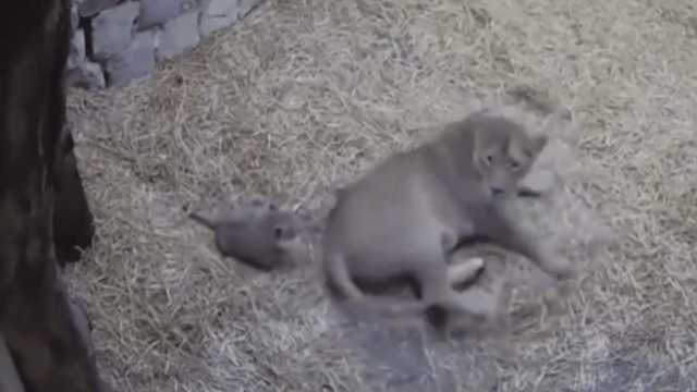 viral-video-baby-lion-adorable-attempt-to-scare-mother-is-too-cute-to-miss