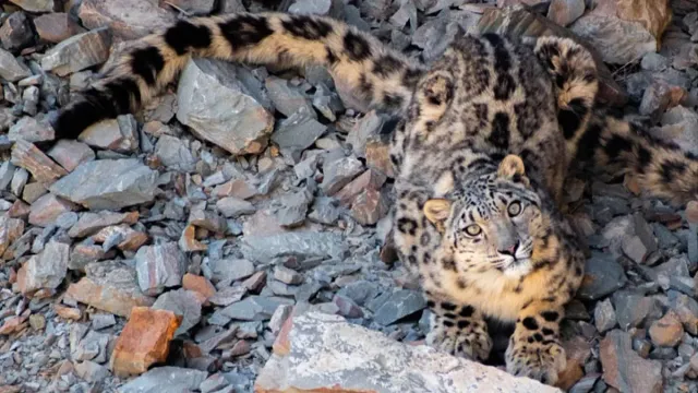 uttarakhand-beautiful-snow-leopard-captured-on-camera-at-nanda-devi-national-park-see-pic
