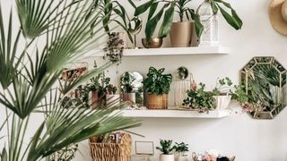 5 Indoor Plants To Keep In Office Or Home To Attract Positive Energy