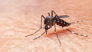 Bengaluru Dengue Outbreak: Cases Surge To 3,770, Helpline Numbers Issued, Nodal Officers Appointed