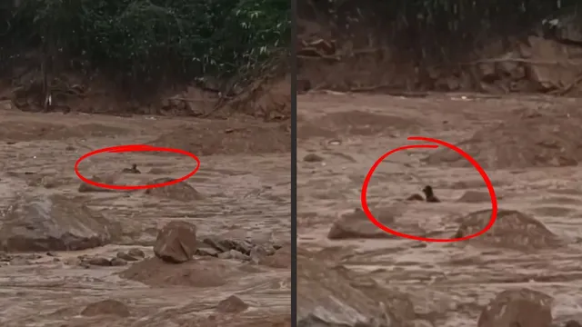 kerala-landslide-man-clings-to-boulder-to-survive-in-flood-waters